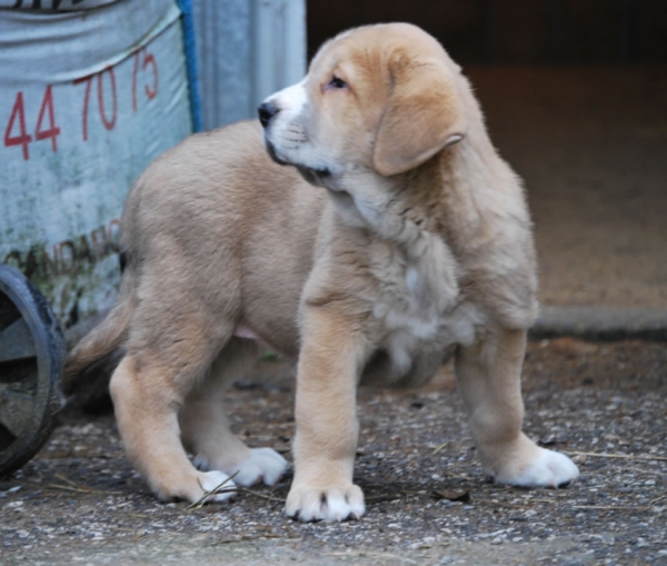 Alodia de Fonte Xunquera con 55 días
[b]Zeus de Fuente Mimbre x Deva de Folgueras
Zeus: Ch. Cañón de Fuente Mimbre x Sobia de Ablanera
Deva: Pando de Babia x Lima del Macareno[/b]
[email]fontexunquera@hotmail.es[/email] 
Keywords: Fonte Xunquera Montes Pravianos Fuente Mimbre