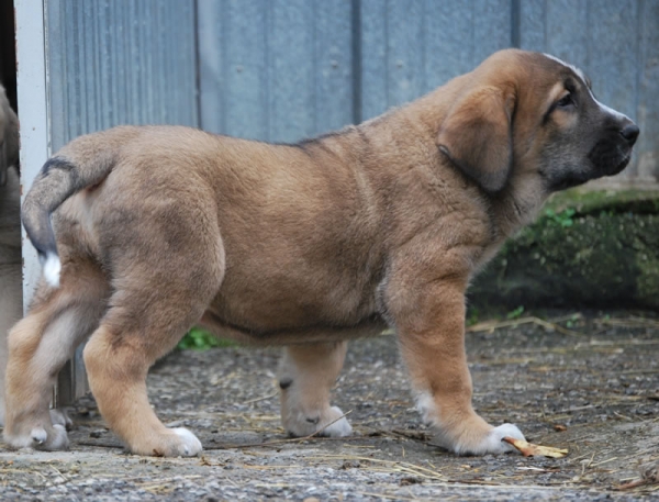 Alpino de Fonte Xunquera con 55 días
[b]Zeus de Fuente Mimbre x Deva de Folgueras
Zeus: Ch. Cañón de Fuente Mimbre x Sobia de Ablanera
Deva: Pando de Babia x Lima del Macareno[/b]
[email]fontexunquera@hotmail.es[/email] 
Keywords: Fonte Xunquera Montes Pravianos Fuente Mimbre