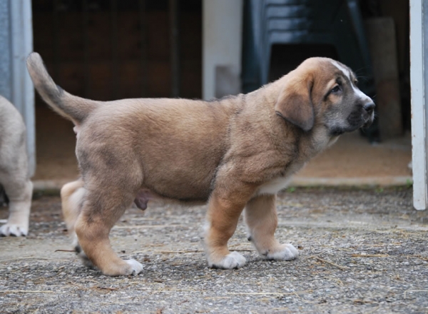 Alpino de Fonte Xunquera con 55 días
[b]Zeus de Fuente Mimbre x Deva de Folgueras
Zeus: Ch. Cañón de Fuente Mimbre x Sobia de Ablanera
Deva: Pando de Babia x Lima del Macareno[/b]
[email]fontexunquera@hotmail.es[/email] 
Keywords: Fonte Xunquera Montes Pravianos Fuente Mimbre