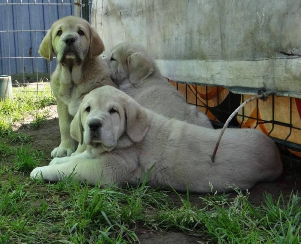 Cachorros Fontexunquera con 2 meses_Boss, Lia y Lua
[b]Pancho de Torrestio x Jara de Fontexunquera[/b]
[email]fontexunquera@hotmail.es[/email]
Keywords: Fontexunquera