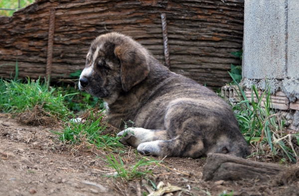 Morgana de Fonte Xunquera con 42 días
[b]Ch. Tigre de los Montes Pravianos x Jimena de Valle de Pisueña
Tigre: Tejo de Fuente Mimbre x Athenea de Hazas de Cesto
Jimena: Largo de Valle de Pisueña x Cloe de Hazas de Cesto
Cachorros nacidos 17-05-2011
2 machos y 8 hembras[/b]
Keywords: fontexunquera