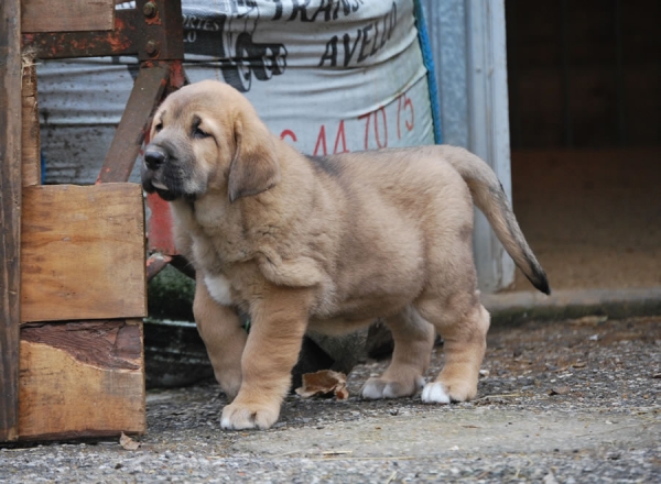 Odón de Fonte Xunquera con 55 días
[b]Zeus de Fuente Mimbre x Deva de Folgueras
Zeus: Ch. Cañón de Fuente Mimbre x Sobia de Ablanera
Deva: Pando de Babia x Lima del Macareno[/b]
[email]fontexunquera@hotmail.es[/email] 
Keywords: Fonte Xunquera Montes Pravianos Fuente Mimbre