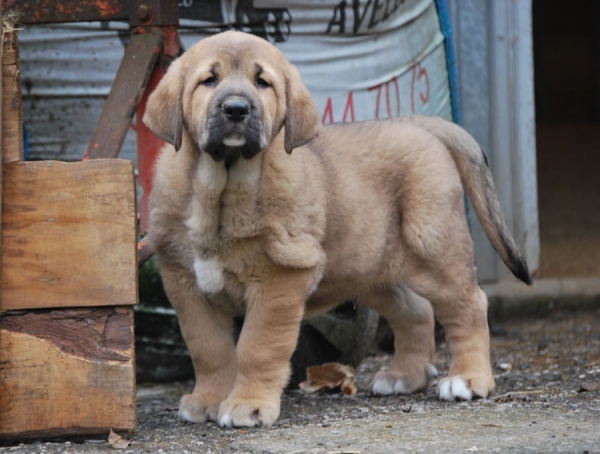 Odón de Fonte Xunquera con 55 días
[b]Zeus de Fuente Mimbre x Deva de Folgueras
Zeus: Ch. Cañón de Fuente Mimbre x Sobia de Ablanera
Deva: Pando de Babia x Lima del Macareno[/b]
[email]fontexunquera@hotmail.es[/email] 
Ključne reči: Fonte Xunquera Montes Pravianos Fuente Mimbre