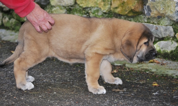 Ronda de Fonte Xunquera con 55 días
[b]Zeus de Fuente Mimbre x Deva de Folgueras
Zeus: Ch. Cañón de Fuente Mimbre x Sobia de Ablanera
Deva: Pando de Babia x Lima del Macareno[/b]
[email]fontexunquera@hotmail.es[/email] 
Keywords: Fonte Xunquera Montes Pravianos Fuente Mimbre