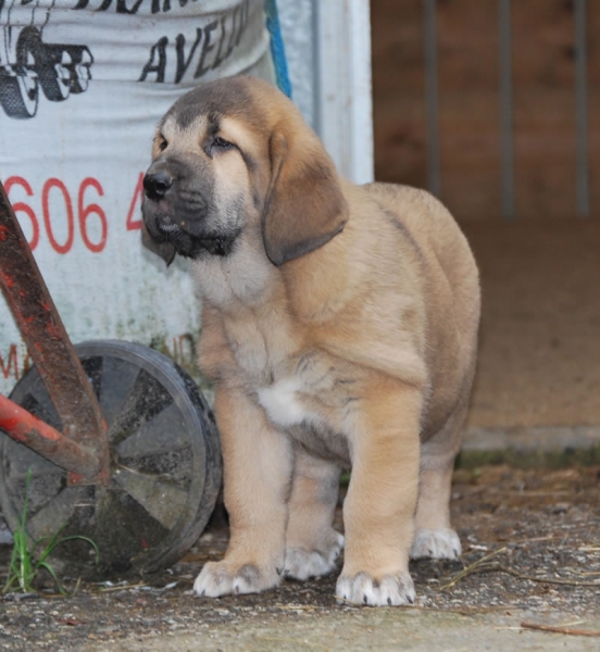 Ronda de Fonte Xunquera con 55 días 
[b]Zeus de Fuente Mimbre x Deva de Folgueras
Zeus: Ch. Cañón de Fuente Mimbre x Sobia de Ablanera
Deva: Pando de Babia x Lima del Macareno[/b]
[email]fontexunquera@hotmail.es[/email] 
Keywords: Fonte Xunquera Montes Pravianos Fuente Mimbre