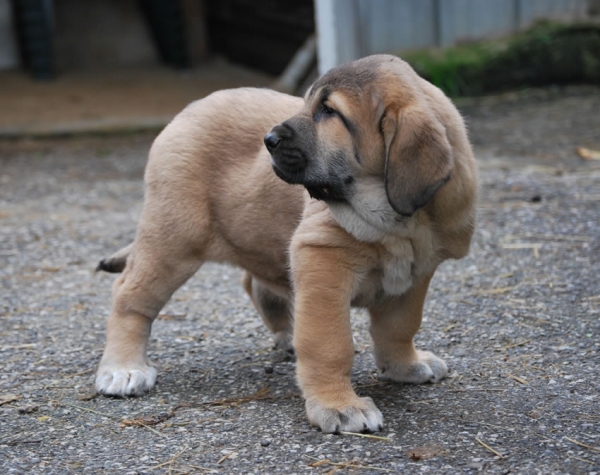 Ronda de Fonte Xunquera con 55 días
[b]Zeus de Fuente Mimbre x Deva de Folgueras
Zeus: Ch. Cañón de Fuente Mimbre x Sobia de Ablanera
Deva: Pando de Babia x Lima del Macareno[/b]
[email]fontexunquera@hotmail.es[/email] 
Keywords: Fonte Xunquera Montes Pravianos Fuente Mimbre