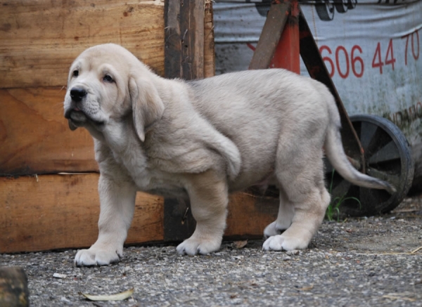 Winoco de Fonte Xunquera con 55 días
[b]Zeus de Fuente Mimbre x Deva de Folgueras
Zeus: Ch. Cañón de Fuente Mimbre x Sobia de Ablanera
Deva: Pando de Babia x Lima del Macareno[/b]
[email]fontexunquera@hotmail.es[/email] 
Keywords: Fonte Xunquera Montes Pravianos Fuente Mimbre