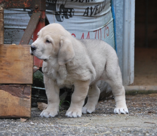 Winoco de Fonte Xunquera con 55 días
[b]Zeus de Fuente Mimbre x Deva de Folgueras
Zeus: Ch. Cañón de Fuente Mimbre x Sobia de Ablanera
Deva: Pando de Babia x Lima del Macareno[/b]
[email]fontexunquera@hotmail.es[/email] 
Keywords: Fonte Xunquera Montes Pravianos Fuente Mimbre