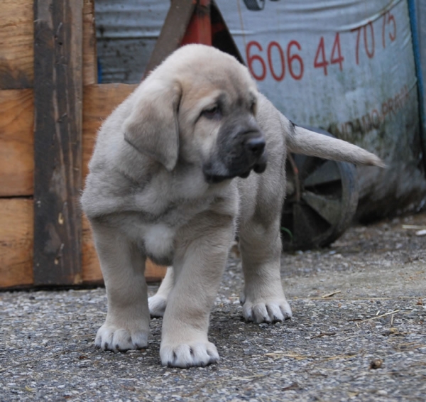 Zeno de Fonte Xunquera con 55 días
[b]Zeus de Fuente Mimbre x Deva de Folgueras
Zeus: Ch. Cañón de Fuente Mimbre x Sobia de Ablanera
Deva: Pando de Babia x Lima del Macareno[/b]
[email]fontexunquera@hotmail.es[/email] 
Keywords: Fonte Xunquera Montes Pravianos Fuente Mimbre