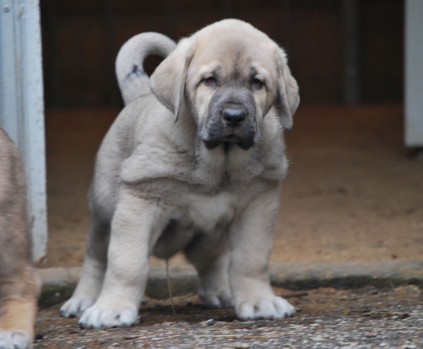 Zeno de Fonte Xunquera con 55 días
[b]Zeus de Fuente Mimbre x Deva de Folgueras
Zeus: Ch. Cañón de Fuente Mimbre x Sobia de Ablanera
Deva: Pando de Babia x Lima del Macareno[/b]
[email]fontexunquera@hotmail.es[/email] 
Keywords: Fonte Xunquera Montes Pravianos Fuente Mimbre