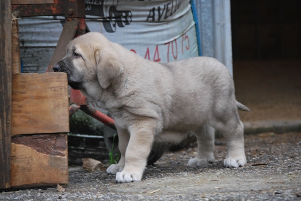 Zeno de Fonte Xunquera con 55 días
[b]Zeus de Fuente Mimbre x Deva de Folgueras
Zeus: Ch. Cañón de Fuente Mimbre x Sobia de Ablanera
Deva: Pando de Babia x Lima del Macareno[/b]
[email]fontexunquera@hotmail.es[/email] 
Keywords: Fonte Xunquera Montes Pravianos Fuente Mimbre