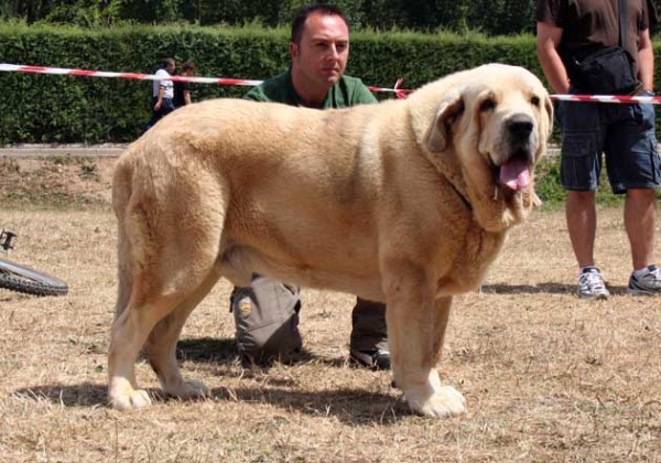 Zeus de Fuente Mimbre - El padre de los cachorros
[b]Ch. Cañón de Fuente Mimbre x Sobia de Ablanera[/b]

