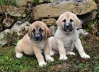 Filename=DSC_0086.jpg
Filesize=310KiB
Dimensions=1013x737
Date added=%448 %15, %2011 DSC_0086.jpg