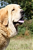 Filename=Pancho_T_2.jpg
Filesize=77KiB
Dimensions=640x960
Date added=%884 %07, %2020 Pancho_T_2.jpg