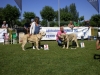 Filename=Winoco_MB_1º_Cachorros_macho_5.jpg
Filesize=113KiB
Dimensions=720x540
Date added=%488 %04, %2010 Winoco_MB_1º_Cachorros_macho_5.jpg