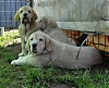 Filename=cachorra.jpg
Filesize=84KiB
Dimensions=800x649
Date added=%891 %07, %2020 cachorra.jpg
