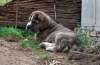 Filename=chica30_jpg.jpg
Filesize=333KiB
Dimensions=900x591
Date added=%889 %30, %2011 chica30_jpg.jpg