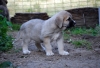 Filename=chica42_jpg.jpg
Filesize=254KiB
Dimensions=900x620
Date added=%889 %30, %2011 chica42_jpg.jpg