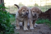 Filename=chica5y6_jpg.jpg
Filesize=245KiB
Dimensions=900x617
Date added=%890 %30, %2011 chica5y6_jpg.jpg