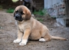 Filename=chica70_jpg.jpg
Filesize=253KiB
Dimensions=900x649
Date added=%889 %30, %2011 chica70_jpg.jpg