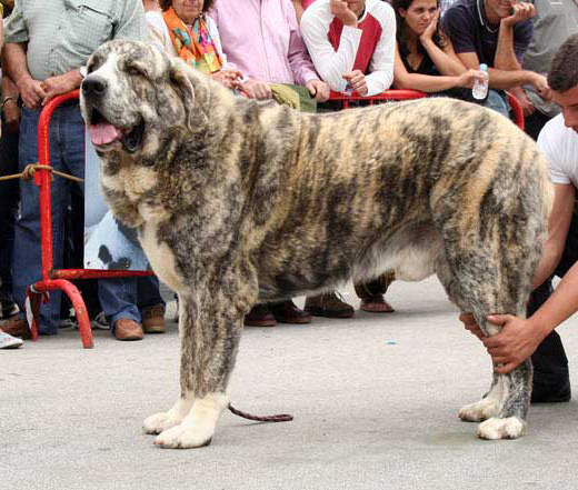 Ch. Tigre de los Montes Pravianos
[b]Tejo de Fuente Mimbre x Athenea de Hazas de Cesto
Padre de cachorros nacidos el 17-05-2011[/b]

