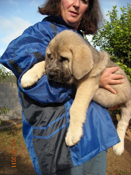 otro de Basillon
a sus 61 días ,  ya pesa
Keywords: cachorros