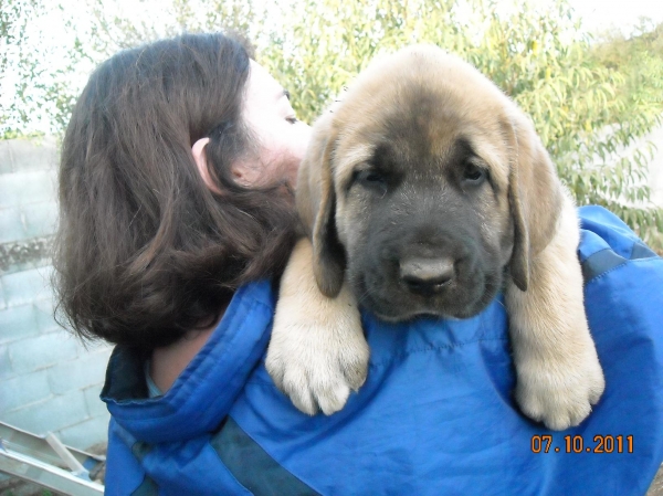 Neva de Basillón, foto carnet a los 61 días.
Keywords: basillon cachorros