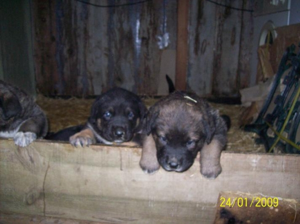 Cachorros de Mirlo de Galisancho x Negra de Abelgas
los cachorros de Basillón a los 30 días
Keywords: cachorrosbasillon
