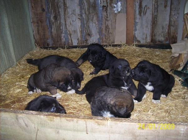 Cachorros de Basillón
Camada de Mirlo de Galisancho x Negra de Abelgas, a sus 30 días
Keywords: cachorrosbasillon
