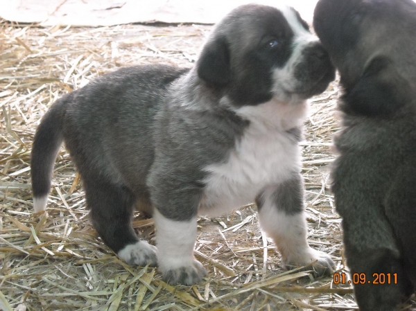 Thor de Basillon
Zeltia de Basillon / Bardo de Salombra
Keywords: basillon cachorros