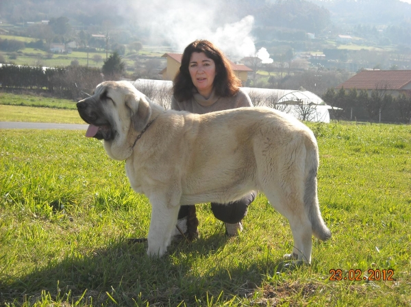 Magno de Basillón
cachorro de seis meses
Keywords: mastin espaÃ±ol