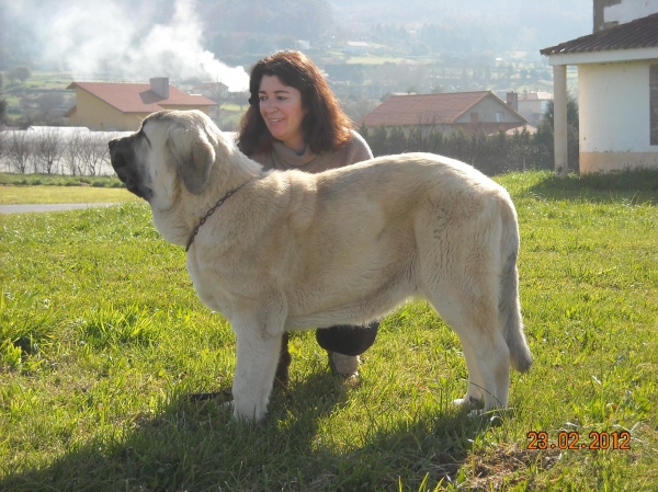 con Magno de Basillón
cachorro de seis meses
Keywords: cachorros mastin