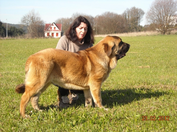 Bull de Basillon
el Bull a los 6 meses 
Keywords: cachorros de mastin