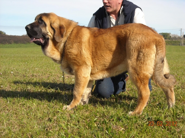 Bull de Basillon
cachorro de basillon con 6 meses 
Keywords: mastin espaÃ±ol