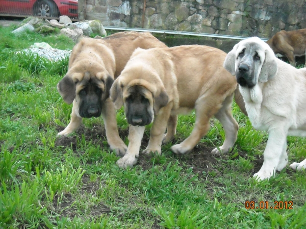 Bull Neva y Magno de Basillón a los 4 meses
Keywords: cachorros mastin