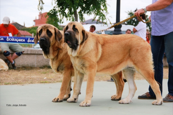 Bull y Neva de Basillón
pareja en Baltar 2012
Keywords: mastin espaÃ±ol