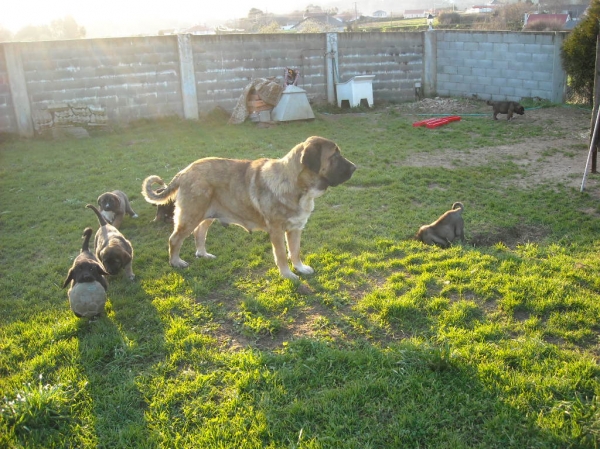 Cachorros de Basillon
Keywords: basillon