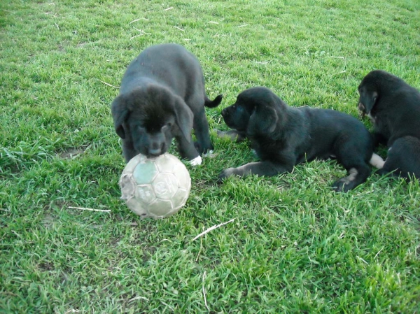 Cachorros de Basillón
Keywords: Mastin