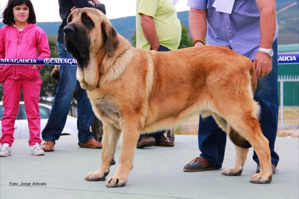 Bull de Basillón
clase jóven macho en Baltar 2012
Keywords: mastÃ­n espaÃ±ol