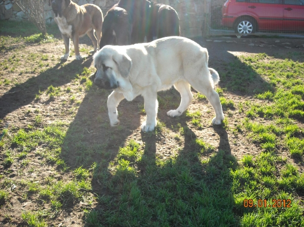 Magno de Basillon
Keywords: puppyspain cachorros mastin