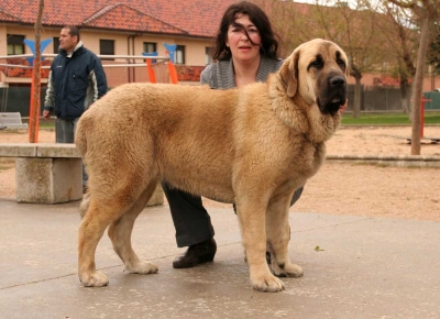 Neva de Basillón
Viana de Cega, 8 meses 60 Kg.
 
Keywords: cachorros