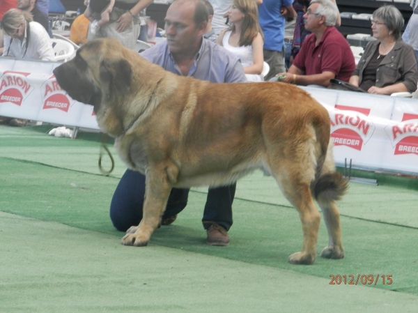 Bull de Basillón
mejor jóven  63 exposición Nacional Canina CAC
Keywords: MastÃ­n EspaÃ±ol