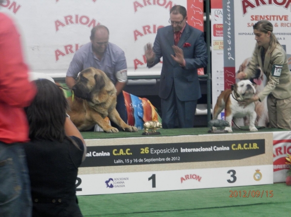 Mejor Jóven Grupo 2º
Bull de Basillón, mejor jóven grupo 2º
  63 exposición Nacional CAC.
Keywords: MastÃ­n EspaÃ±ol