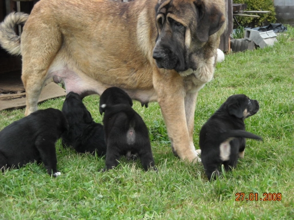 Mastines de Basillon - a los 32 días
Keywords: puppyspain puppy cachorro basillÃ³n