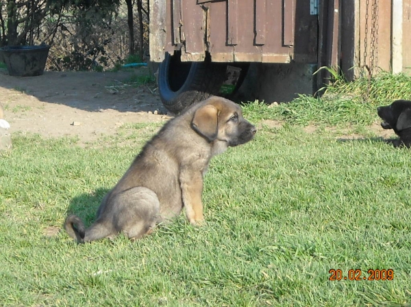 Mila de Basillon
Keywords: puppyspain puppy cachorro