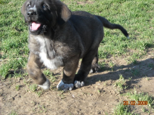 Atila de Basillon -  al mes y 24 días
Keywords: puppyspain puppy cachorro