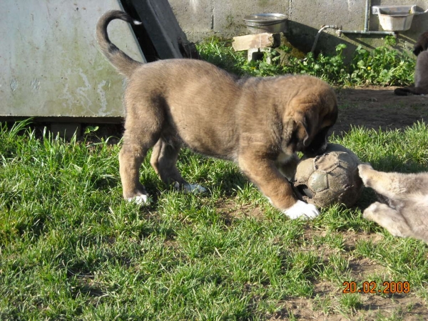 cachorros de Basillon
Keywords: Mastin espaÃ±ol