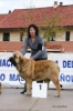 cachorros_hembra_Viana_de_Cega_2012~0.jpg