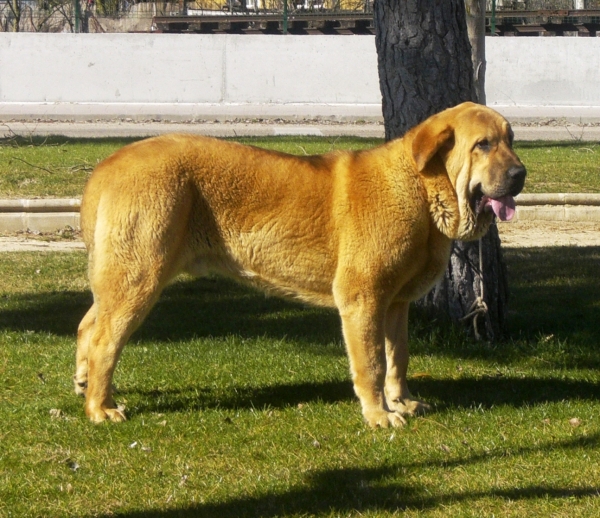 GITANO DE CAMPOLLANO
7 MESES (Nilo de Campollano x Sirena de Campollano)
Keywords: odiel