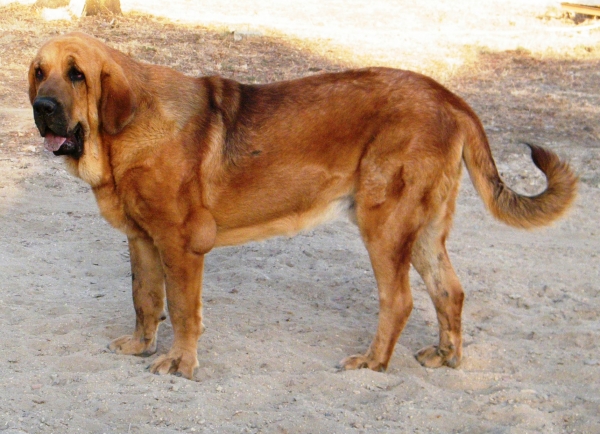 GITANO DE CAMPOLLANO CON 12 MESES
Nilo de Campollano x Sirena de Campollano
Keywords: gitano campollano nilo odiel